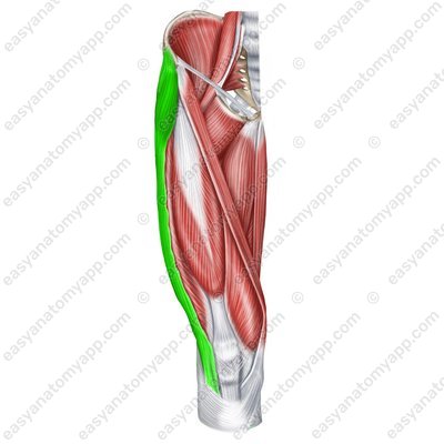 Tensor fasciae latae muscle (m. tensor fasciae latae)